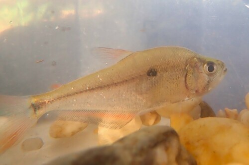 Charax tectifer — Characidae