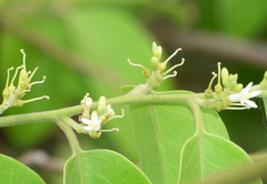 Olax scandens