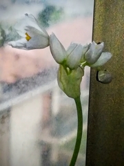 Allium roseum roseum