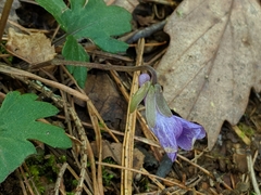 Viola subsinuata