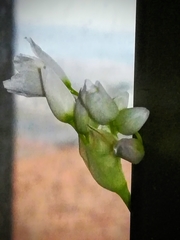 Allium roseum roseum