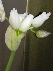 Allium roseum roseum