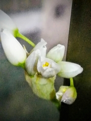 Allium roseum roseum