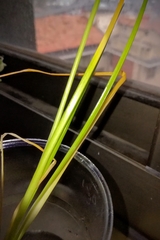Allium roseum roseum