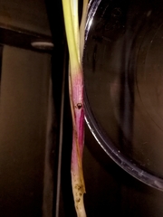 Allium roseum roseum