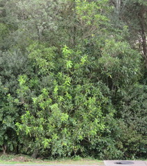 Melicytus ramiflorus ramiflorus