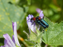 Cartallum ebulinum