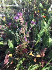 Verbena supina