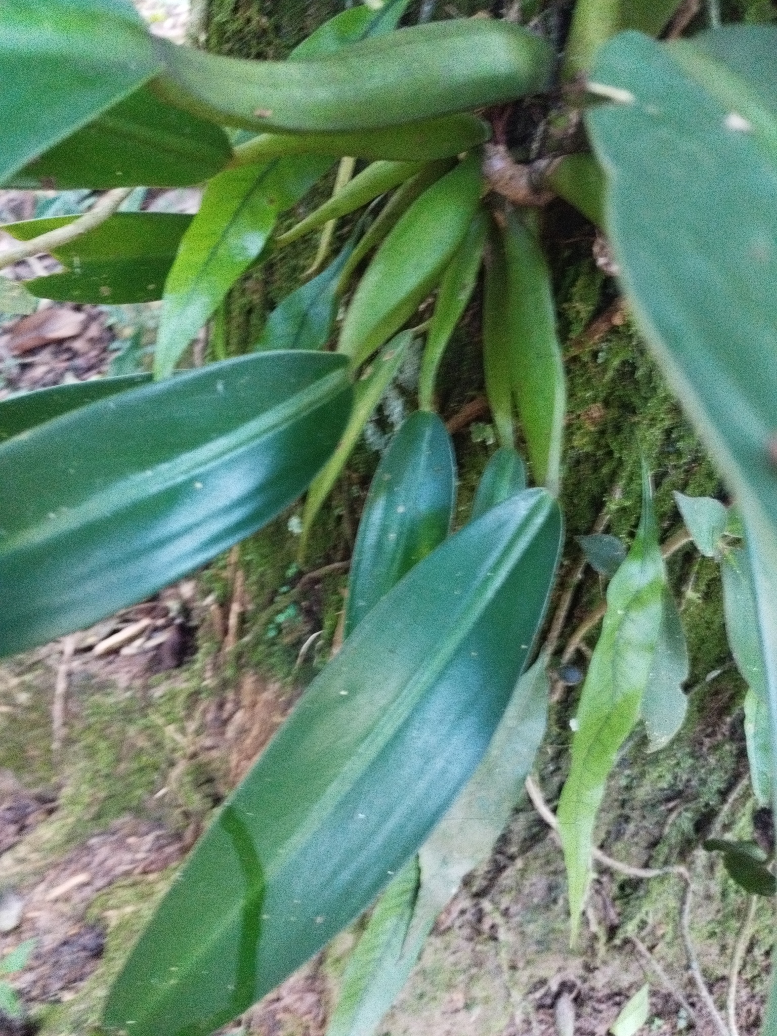 Imagem de Pacová