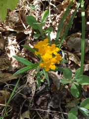 Lithospermum canescens