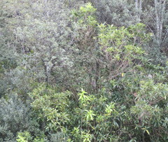 Melicytus ramiflorus ramiflorus