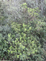 Melicytus ramiflorus ramiflorus