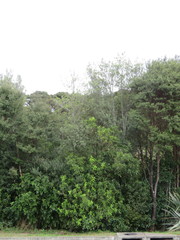 Melicytus ramiflorus ramiflorus