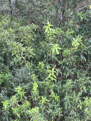 Melicytus ramiflorus ramiflorus