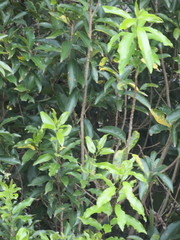 Melicytus ramiflorus ramiflorus