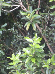 Melicytus ramiflorus ramiflorus