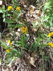 Lithospermum canescens
