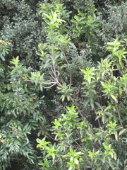 Melicytus ramiflorus ramiflorus