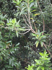 Melicytus ramiflorus ramiflorus