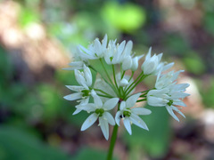 Allium ursinum