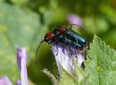 Cartallum ebulinum