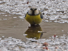 Cyanistes caeruleus