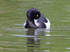 Aythya fuligula