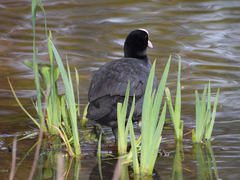 Fulica atra