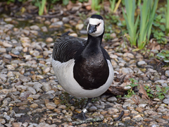 Branta leucopsis