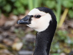 Branta leucopsis
