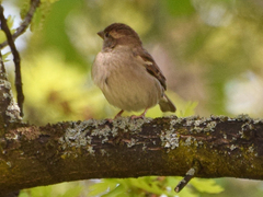 Passer domesticus
