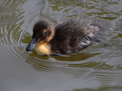 Anas platyrhynchos