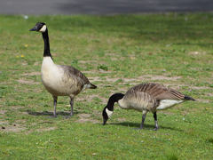 Branta canadensis