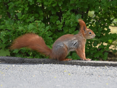Sciurus vulgaris