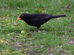 Turdus merula