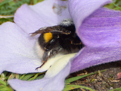 Bombus