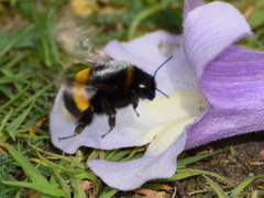 Bombus