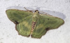 Metallochlora lineata