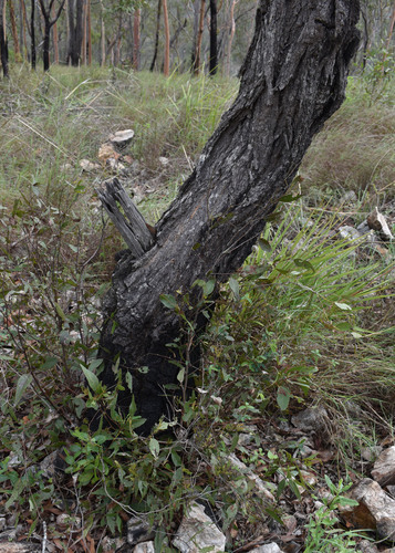 Eucalyptus granitica 2