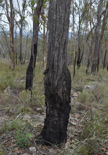 Eucalyptus granitica 3