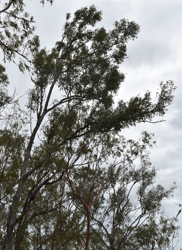 Eucalyptus granitica 4