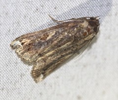 Pseudogyrtona fulvana
