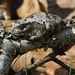 Cope's Gray Treefrog - Photo (c) Michael J. Papay, some rights reserved (CC BY), uploaded by Michael J. Papay