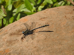 Phanogomphus kurilis