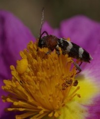 Chlorophorus trifasciatus