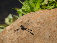 Phanogomphus kurilis