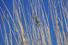 Locustella luscinioides
