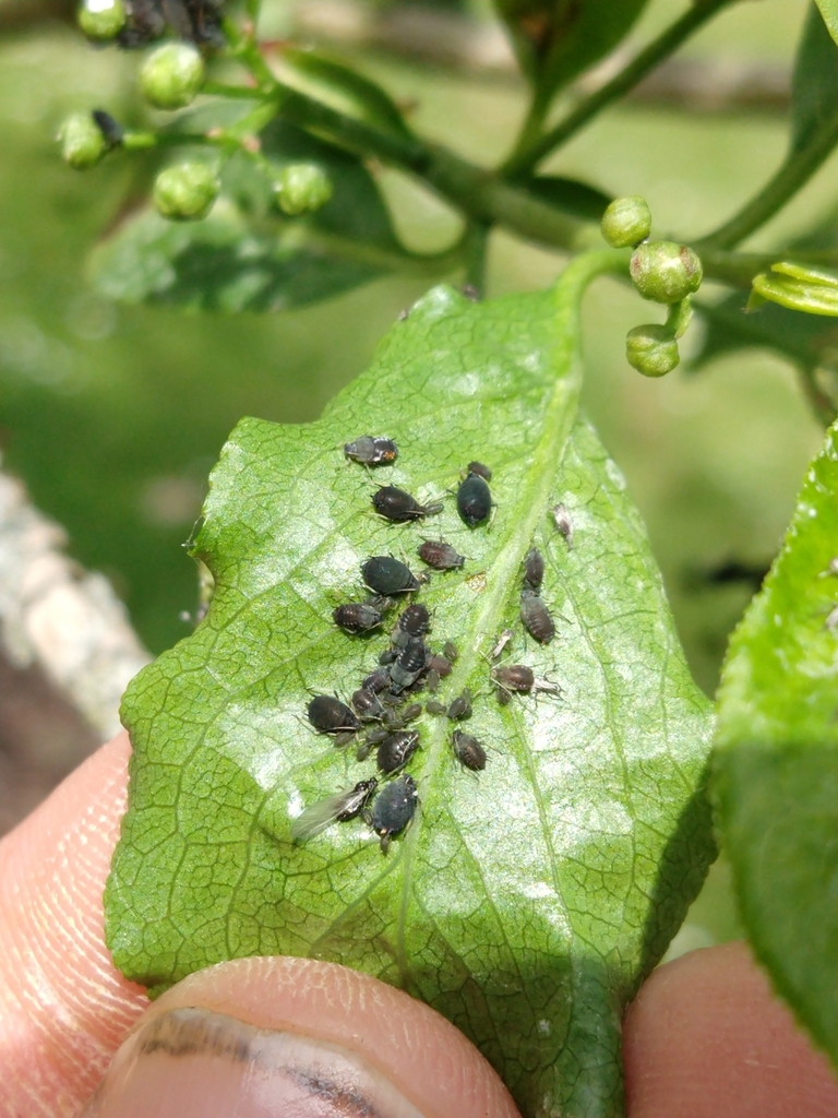 Aphis euonymi