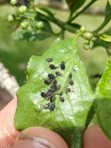 Aphis euonymi