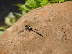 Phanogomphus kurilis